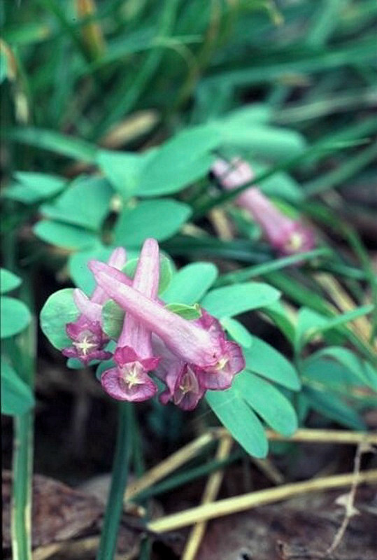 Alcune Corydalis